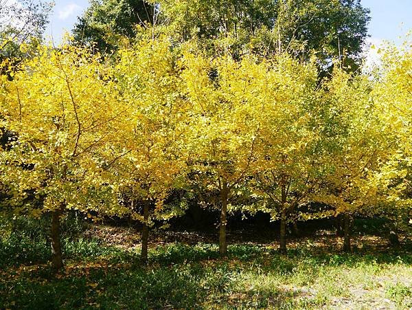 P1100596