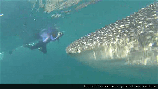 whale shark 1