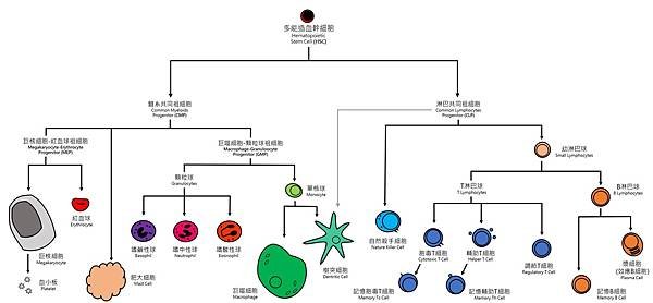 血球全圖.jpg