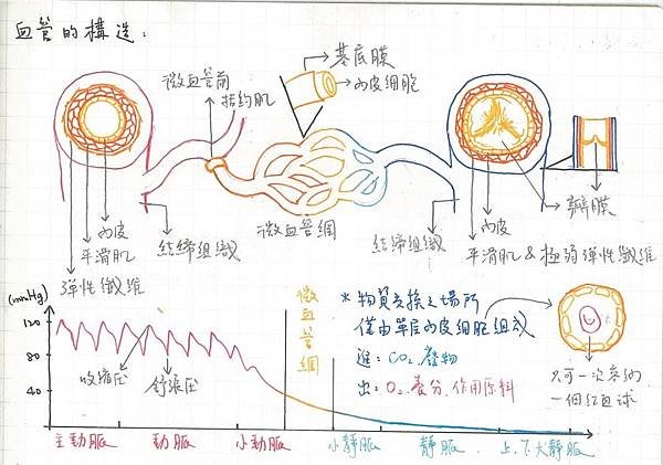 6.Circulatory System (2).jpg