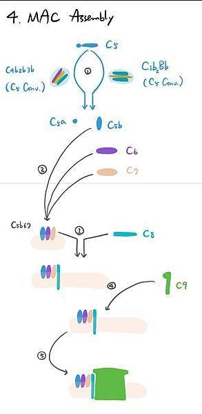 補體4 MAC.jpg