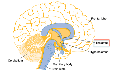 thalamus.gif