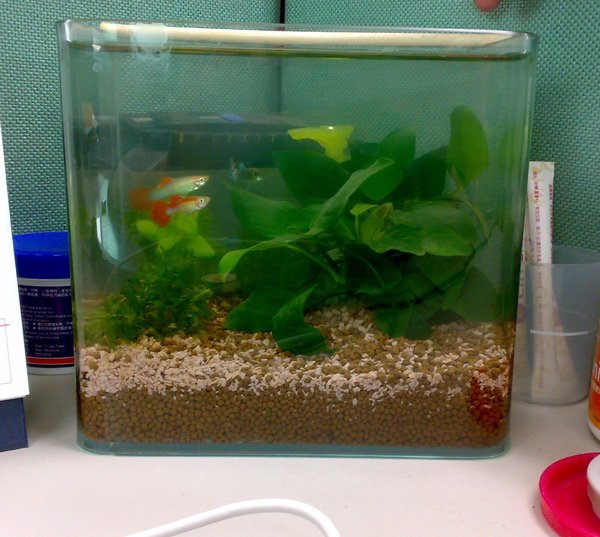 office fish.jpg