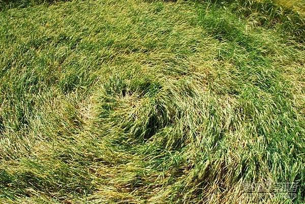 2016-7-16 英國威爾特郡Wessex Ridgeway麥田圈8.jpg