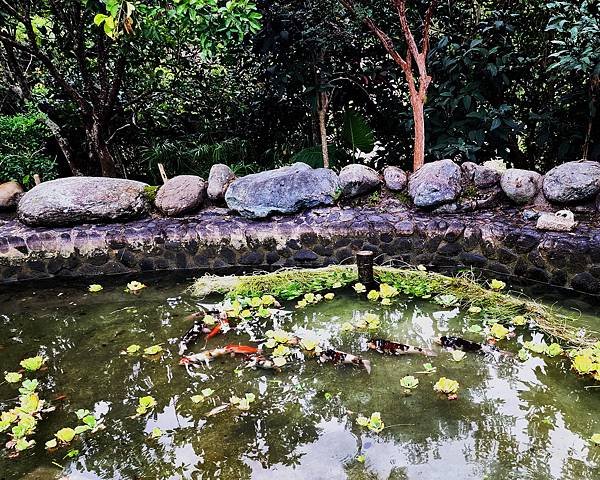 夢園魚塘清淤雜記