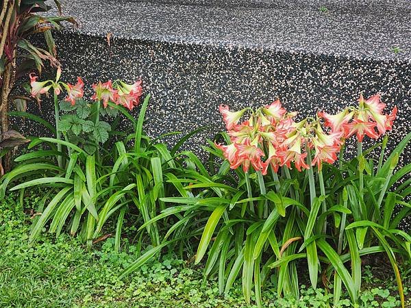 2025.04.13孤庭花1.jpg