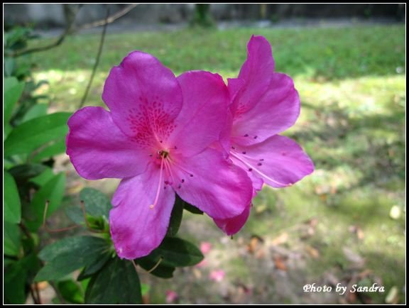 杜鵑花.jpg