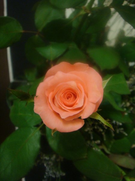 DSC04752.JPG