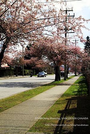 Burnaby cherry blooming