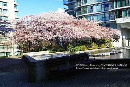 Cherry blooming