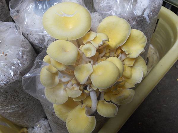 DSCN7055.JPG