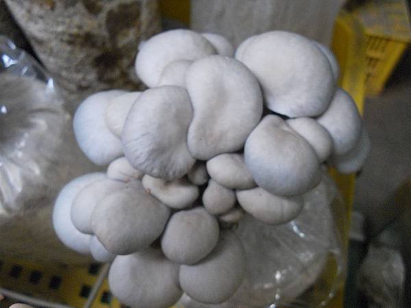 DSCN7065.JPG