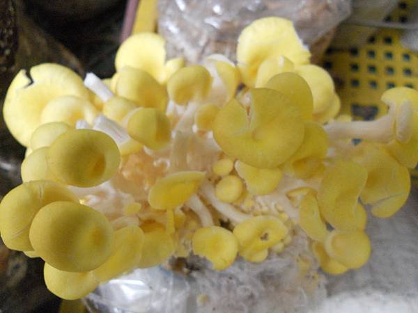 DSCN7069.JPG