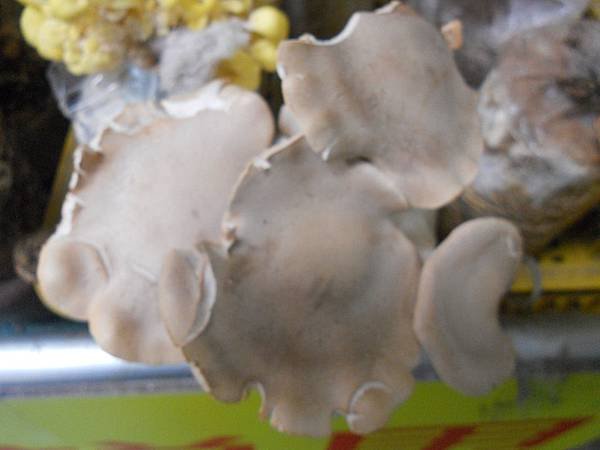 DSCN7074.JPG