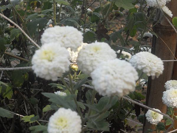 DSCN4168.jpg