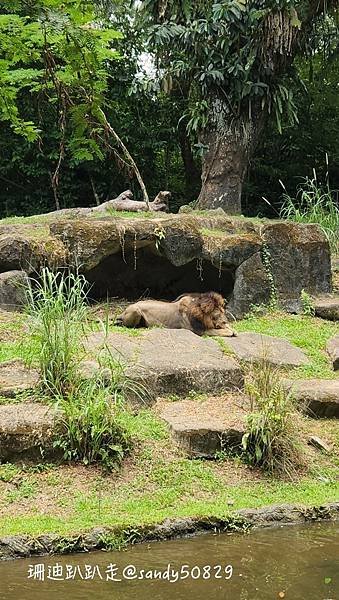 馬星跨國遊// 新加坡動物園
