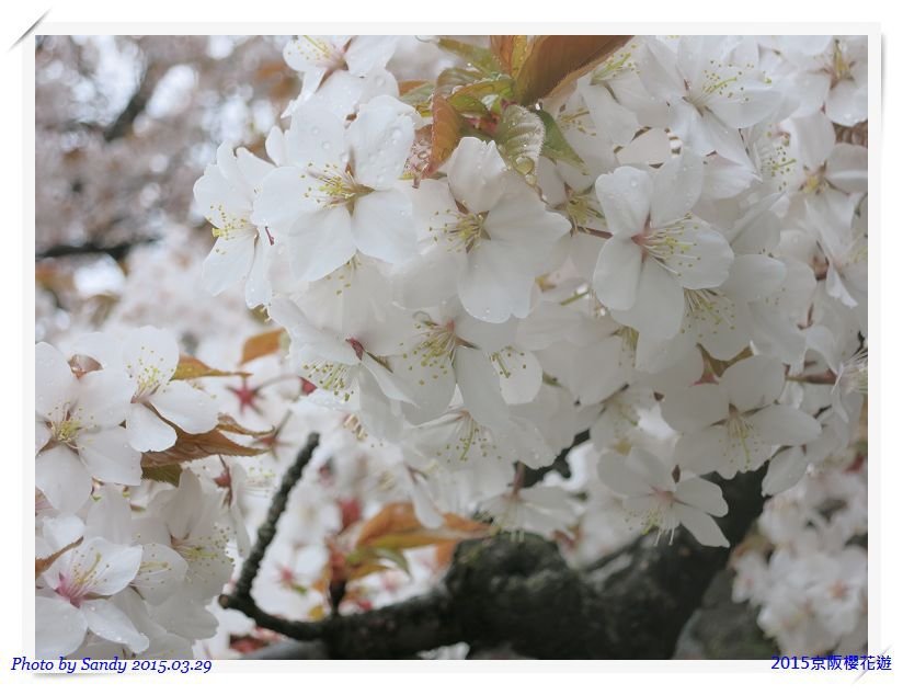 nEO_IMG_IMG_5685
