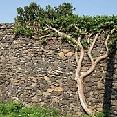 B25-IMGP4153-七美南嶼城.jpg