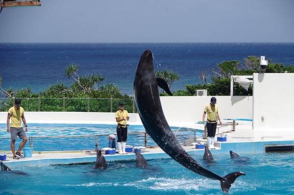 A70-IMGP3113-沖繩海洋博公園海豚秀.JPG