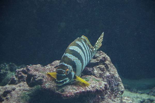 A95-IMGP3198-沖繩海洋博公園(水族館觀魚).JPG