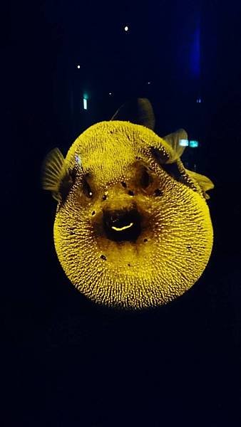 A96-1537080598397-沖繩海洋博公園(水族館觀魚).jpg