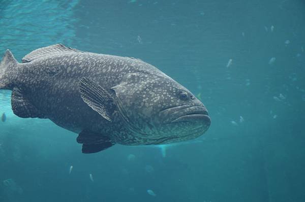 B01-IMGP3189-沖繩海洋博公園(水族館觀魚).JPG