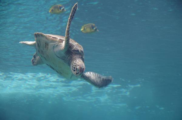 B02-IMGP3190-沖繩海洋博公園(水族館觀魚).JPG