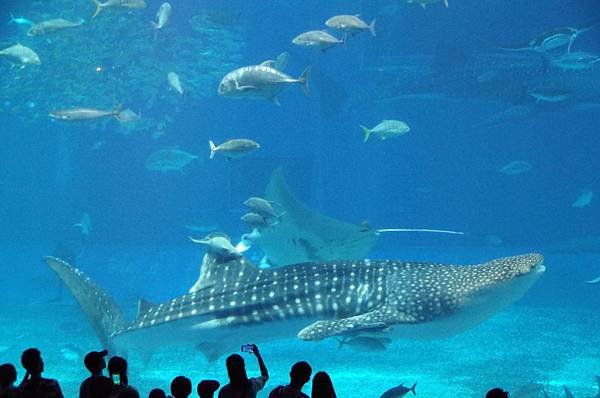 B05-IMGP3208-沖繩海洋博公園(水族館觀魚).JPG