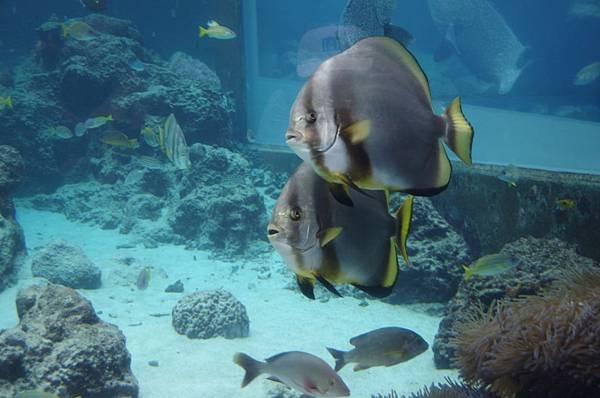 B03-IMGP3192-沖繩海洋博公園(水族館觀魚).JPG