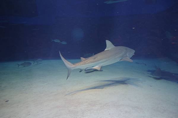 B08-IMGP3217-沖繩海洋博公園(水族館觀魚).JPG