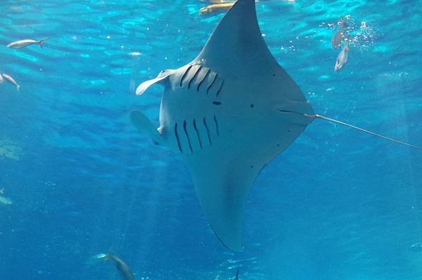 B11-IMGP3225-沖繩海洋博公園(水族館觀魚).JPG