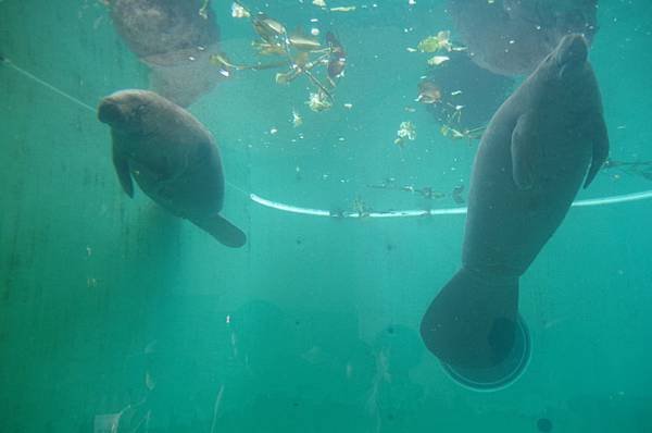 B15-IMGP3257-沖繩海洋博公園(美洲海牛俗稱美人魚).JPG