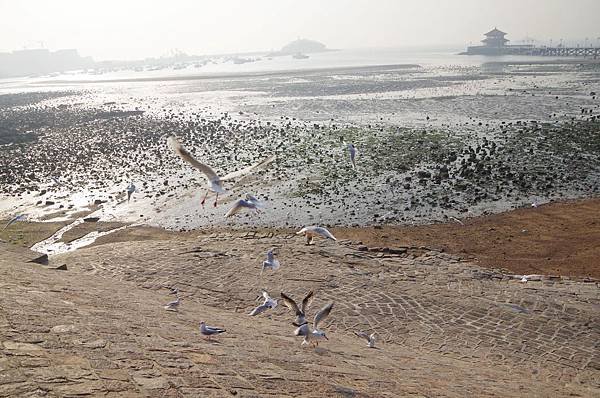 B306-青島棧橋_海鳥群飛搶食.JPG