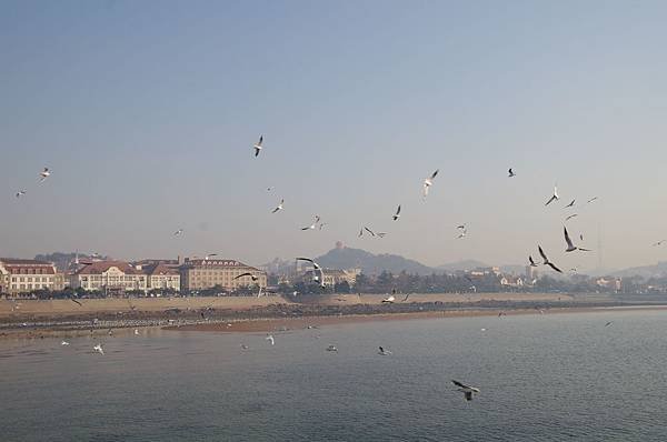 B307-青島棧橋_海平面翱翔海鳥.JPG