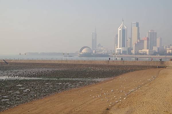 B304-青島棧橋_海鳥群棲海灘.JPG