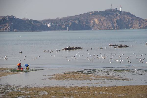B321-八仙過海景區_站在「八仙橋」左望撿拾貝類漁民與海鷗.JPG