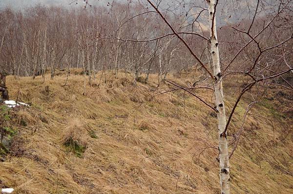 C21-IMGP4507-登臨長白瀑布前右下山坡地之白樺林下草甸.JPG