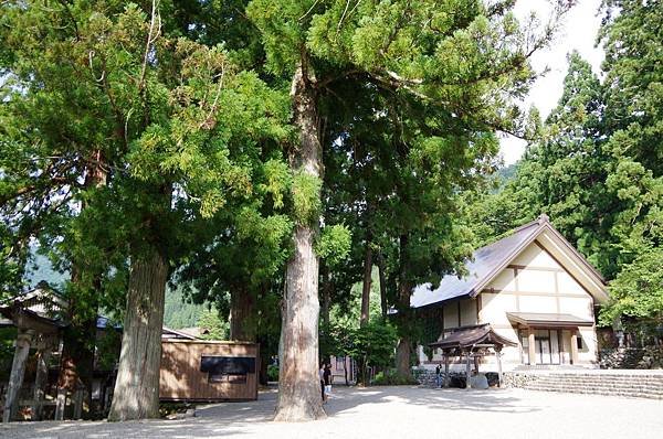 A075-荻町合掌構造村落之白川八幡神社(巨杉).JPG