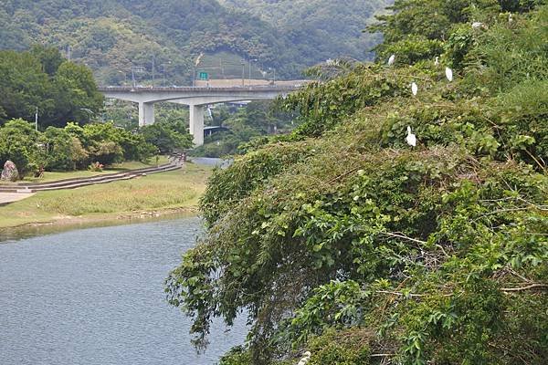 B28-DSC_2346-位於北勢溪左岸拱橋頭的白鷺鷥棲息樹叢.JPG