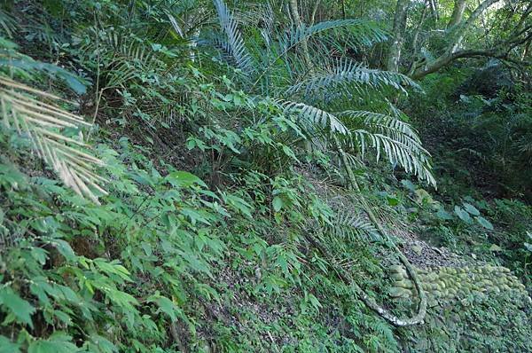 B15-IMGP5435-馬胎古道0K+200密佈血藤及山棕植物.JPG