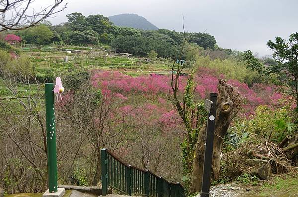 B02-IMGP5788-風尾步道遠眺紗帽山.JPG