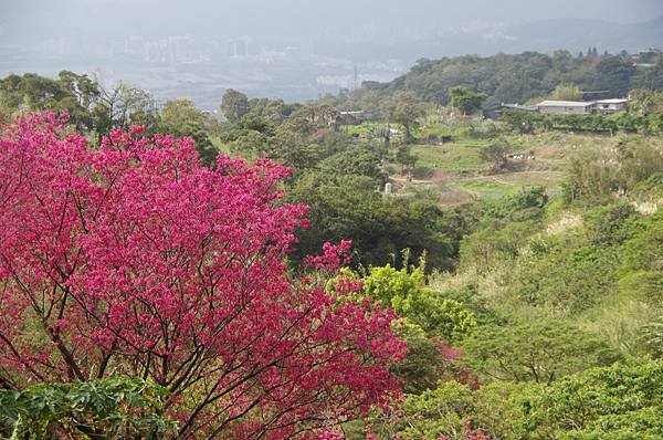 B06-IMGP5810-風尾步道士林北投前景.JPG