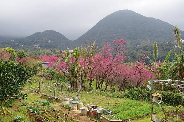 B08-IMGP5818-十八挖水圳步道遠望紗帽山.JPG