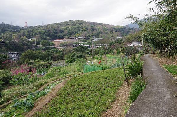 B40-IMGP5957-經過紗帽路田邊小徑的田園與民宅.JPG