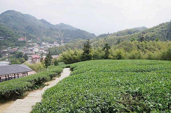 B23-IMGP9681-雲之南道步道之梯田茶園與第二涼亭.JPG