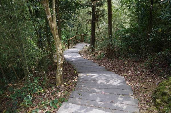 B26-IMGP9703-從雲之南道梯田茶園穿出進入竹林步道.JPG