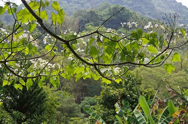 B35-IMGP0557-生物保育區五月雪油桐花盛放.JPG