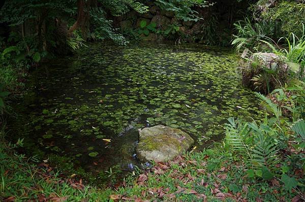 B38-IMGP0541-生物保育區天然湧泉的生態復育池塘.JPG