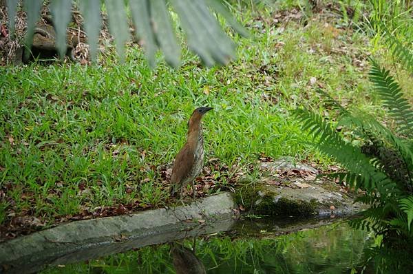 B39-IMGP0532-生物保育區沼澤水溝棲息的黑冠麻鷺.JPG