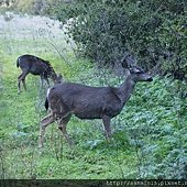 Rancho San Antonio